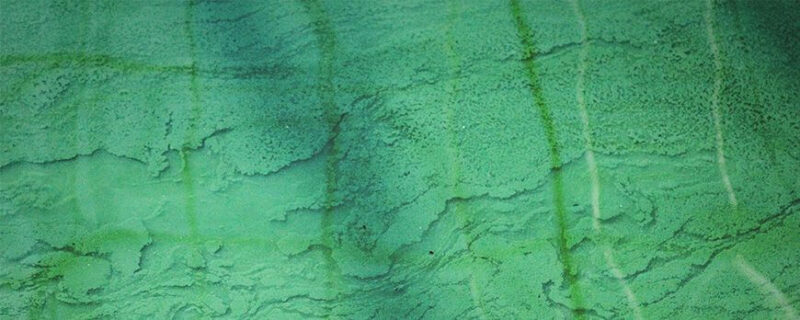 Spiruline